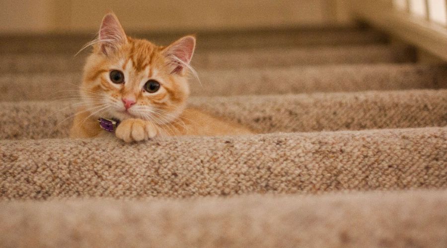 cat scratching carpets