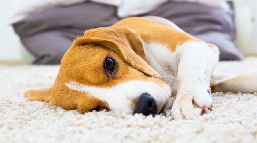 Dogs Scratch Carpets (1)